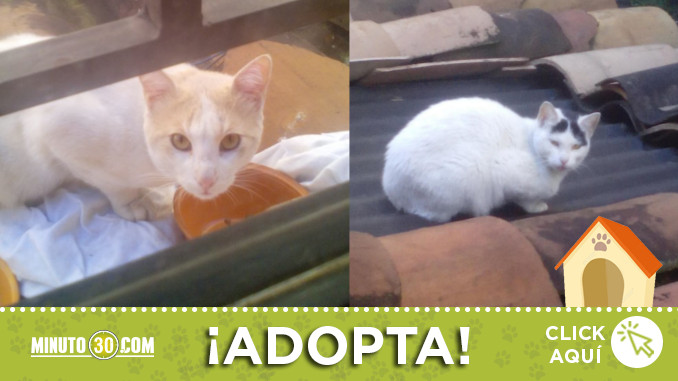 gatitos-bello
