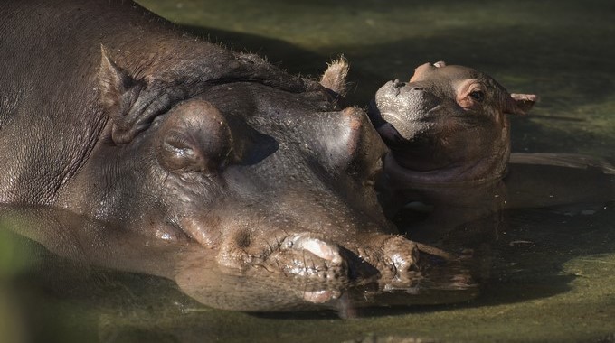 Nilo que nació este martes en el parque de atracciones de Disney Animal Kingdom en Lake Buena Vista, Florida (EE.UU.). EFE/David Roark/Disney