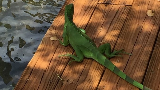 Polémica por decisión de las autoridades de Florida que pidieron a los habitantes matar iguanas verdes