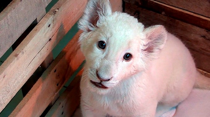 Un cachorro de león blanco nacido en cautiverio en el Zoológico del Altiplano en Tlaxcala (México). EFE/