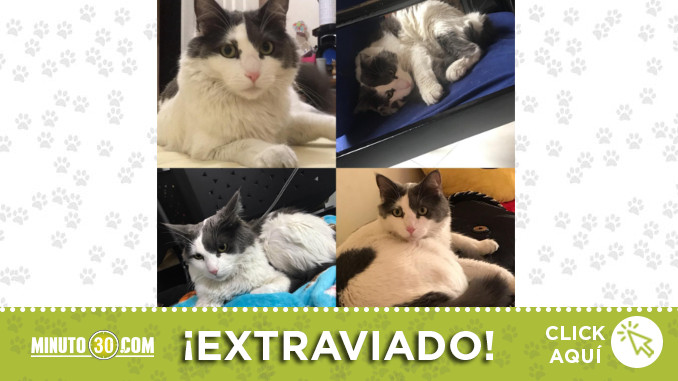 martin-extraviado-buenos-aires