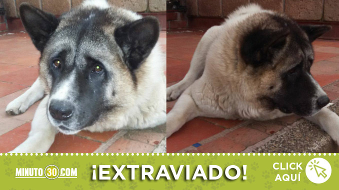 once-se-perdio-veterinaria-santa-elena