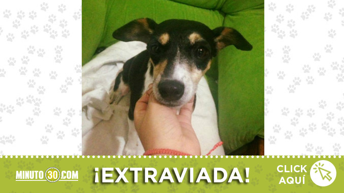 perrita-encontrada-castilla