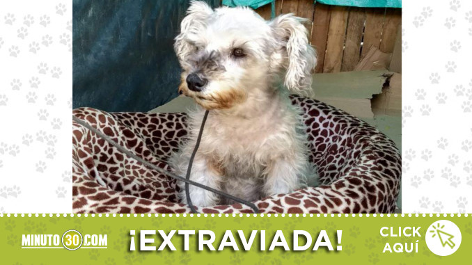 perrita-encontrada-niquia