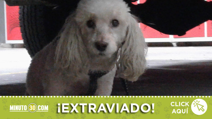 perrito-encontrado-doce-octubre