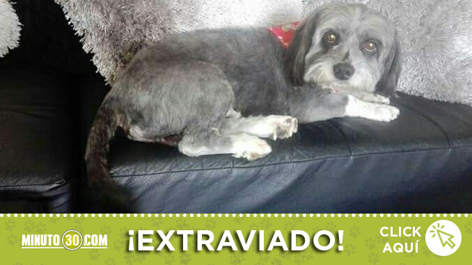 perrito-encontrado-machado