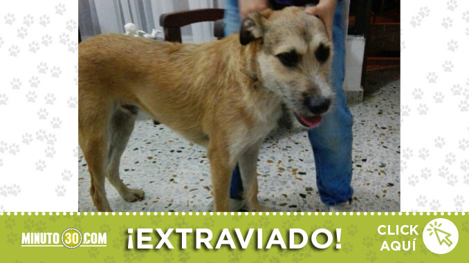 perrito-encontrado-villa-hermosa