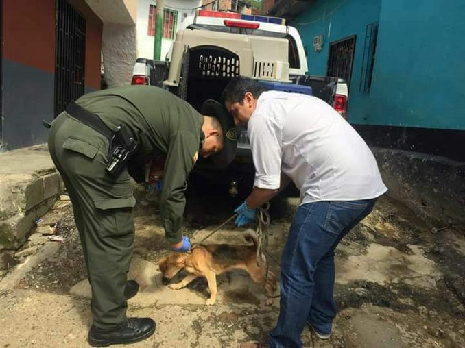 rescate-perrito-encerrado-villatina-4