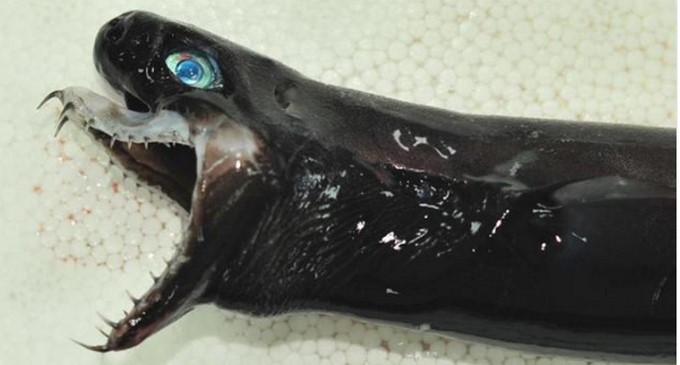 Captura tomada de Twitter: @TW_nextmedia