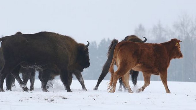 Propiedad de Rafal Kowalczyk / Adam Zbyryt / BBC / KTVQ