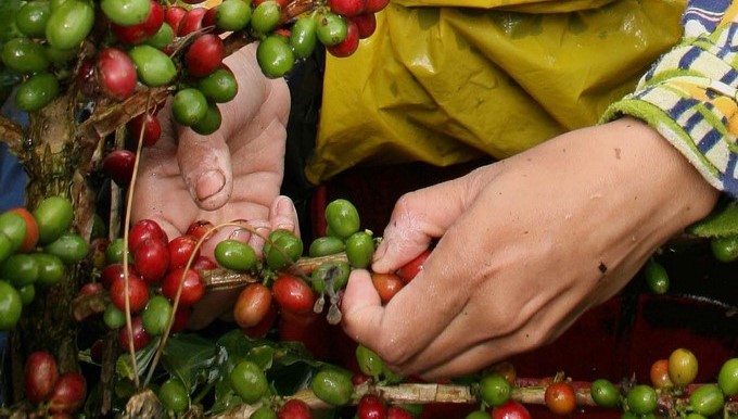 «La baja en el precio del café en la bolsa de Nueva York está perjudicando a los cafeteros antioqueños», indicó el secretario de Agricultura del departamento