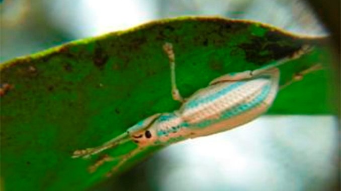 Antioquia, preparado para combatir el HLB y las enfermedades de los cítricos 3 Antioquia está preparado para combatir el HLB y las enfermedades de los cítricos