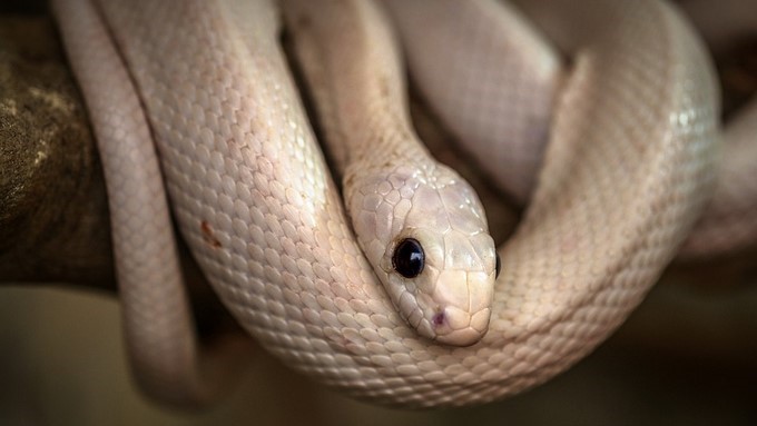 Una serpiente mató a una mujer embarazada, solo le faltaban 3 semanas para dar a luz