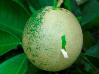 Antioquia, preparado para combatir el HLB y las enfermedades de los cítricos 1 Antioquia está preparado para combatir el HLB y las enfermedades de los cítricos