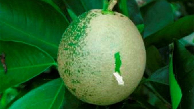 acaro-blanco Antioquia está preparado para combatir el HLB y las enfermedades de los cítricos