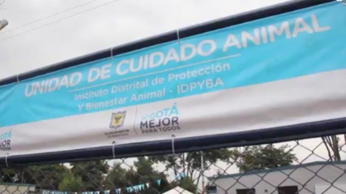 adopcion-de-mascotas-Copiar
