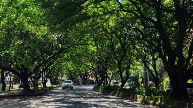 árboles avenida El Poblado