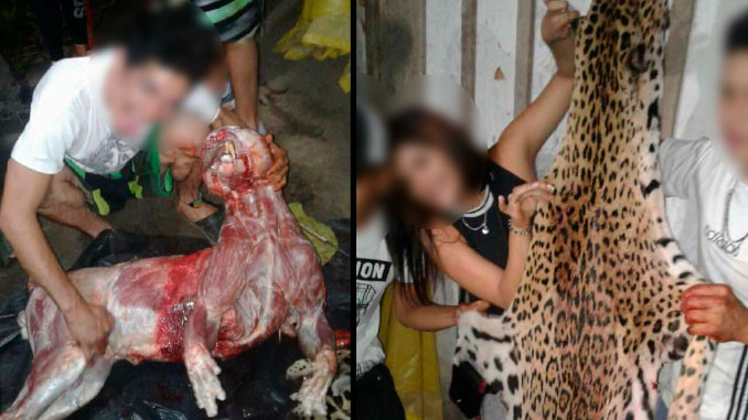 mataron Jaguar en Dabeiba