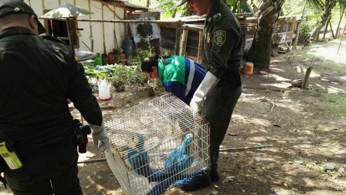 Autoridades ambientales recuperan diez aves silvestres que estaban en cautiverio en Caldas