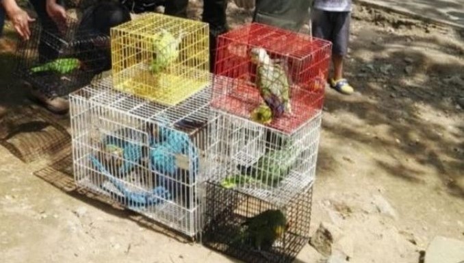 FOTOS: Rescatan diez aves silvestres que estaban en cautiverio 3 Autoridades ambientales recuperan diez aves silvestres que estaban en cautiverio en Caldas