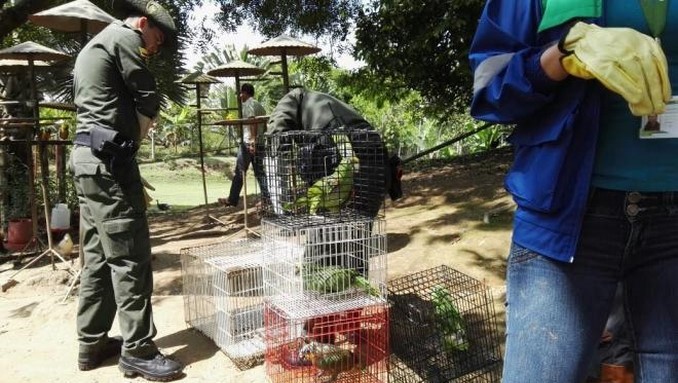 FOTOS: Rescatan diez aves silvestres que estaban en cautiverio 4 Autoridades ambientales recuperan diez aves silvestres que estaban en cautiverio en Caldas