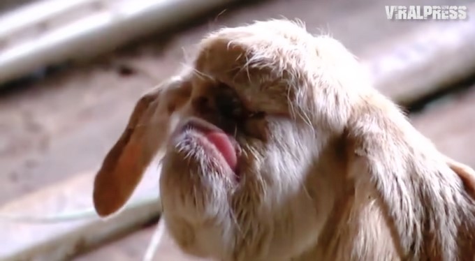 Captura tomada de Youtube: Viral Press