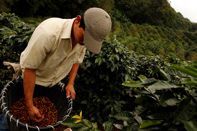 La producción de café colombiano cae un 2 % en los últimos doce meses por el clima 1 cafe 1