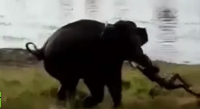 EN VIDEO: Hicieron enfurecer tanto a un elefante que aplastó a un hombre hasta la muerte