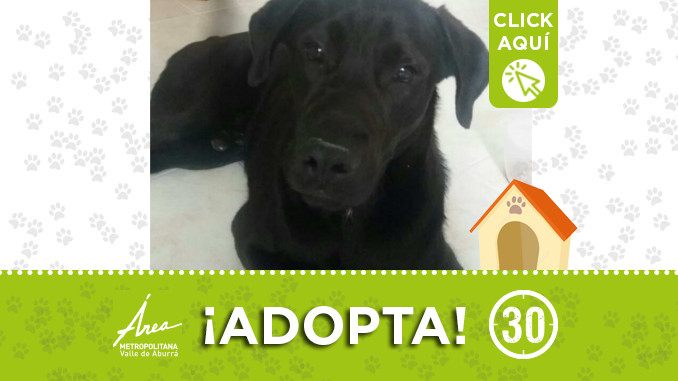 encontrado-el-poblado-adopcion