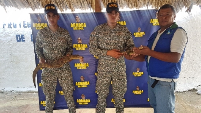 Operativos en la Costa Caribe permitieron rescatar a varias especies de fauna silvestre