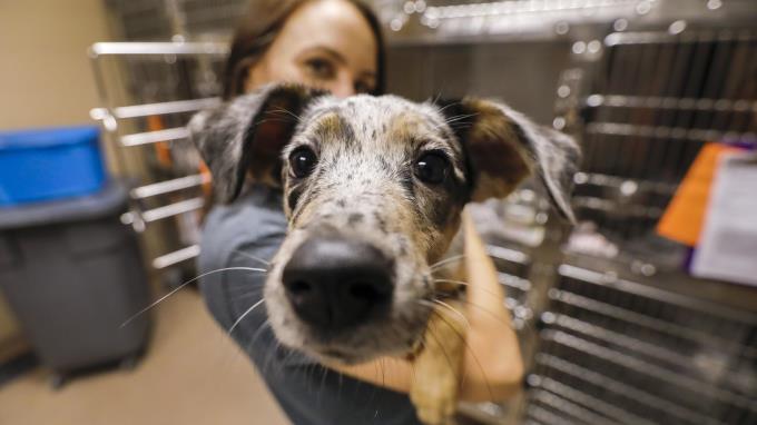 El Día de los Enamorados se extiende a las mascotas estadounidenses