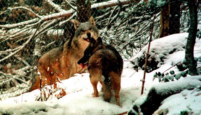 En la imagen, dos lobos. EFE/Archivo
