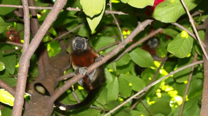 Monos titis en Robledo