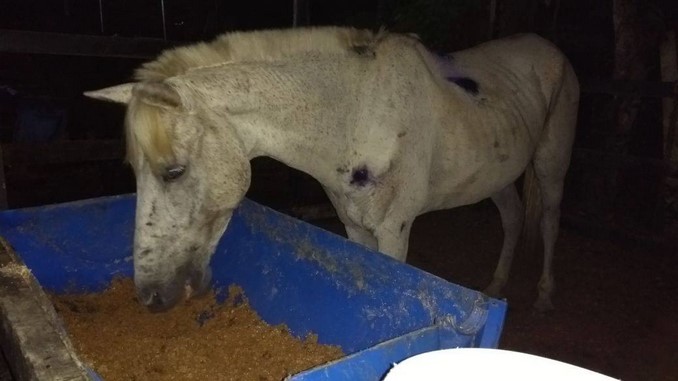 Policía Ambiental adelanta acciones para rescatar equinos en Apartadó