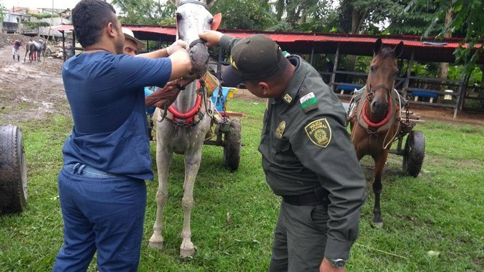 Policía Ambiental adelanta acciones para rescatar equinos en Apartadó