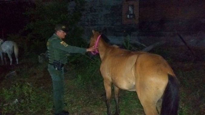 Policía Ambiental adelanta acciones para rescatar equinos en Apartadó