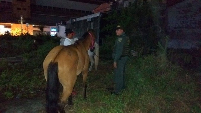Policía Ambiental adelanta acciones para rescatar equinos en Apartadó