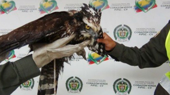 Aguila