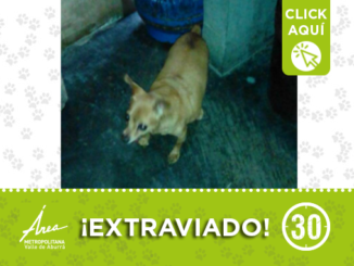 "Mono" se perdió en Castilla, ¿lo has visto? 1 Perro25 28