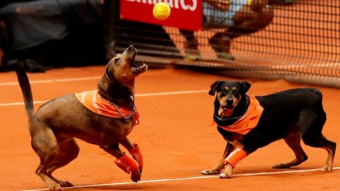 Torneo ATP 250 Brasil Open 2018