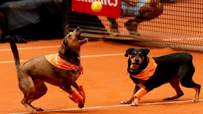Perros abandonados recogepelotas buscan ser adoptados 1 Perros recogepelotas en Brasil