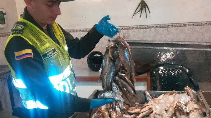 AUDIO y FOTOS: Más de una tonelada de pescado fue incautada en el Centro de Medellín 1 Pescado_Incautado_1