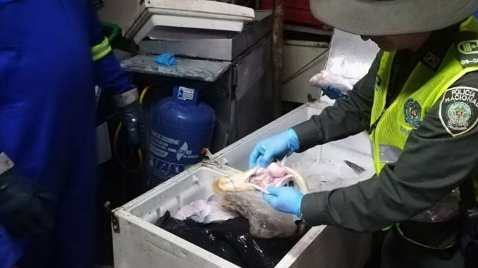 AUDIO y FOTOS: Más de una tonelada de pescado fue incautada en el Centro de Medellín 4 Pescado_Incautado_2