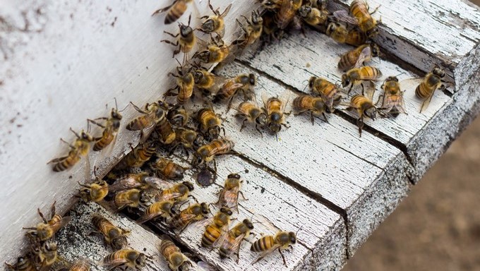 Fotografía de archivo fechada el 14 de junio de 2017, muestra decenas de abejas, en Ciudad de México (México). EFE/Archivo