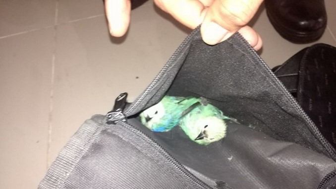 Capturados transportando fauna silvestre en el Transmilenio