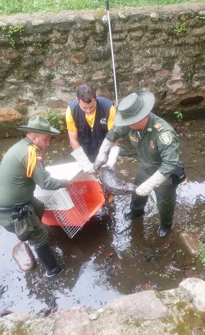 Rescatan tres babillas que habían caído a un estanque de un predio