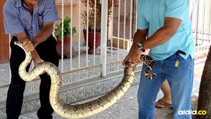 En vivienda de Magangué encontraron una boa de dos metros