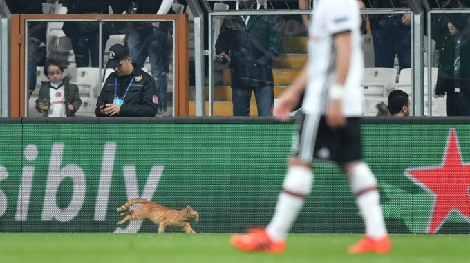 La UEFA inicia investigación al Beskitas luego de que un gato entrara al campo
