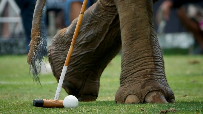 Jugadores y elefantes compiten en uno de los partidos de la Copa del Rey de Polo en Elefante que se celebra en Bangkok (Tailandia). EFE/Archivo
