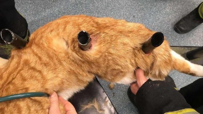 Propiedad de The Sun